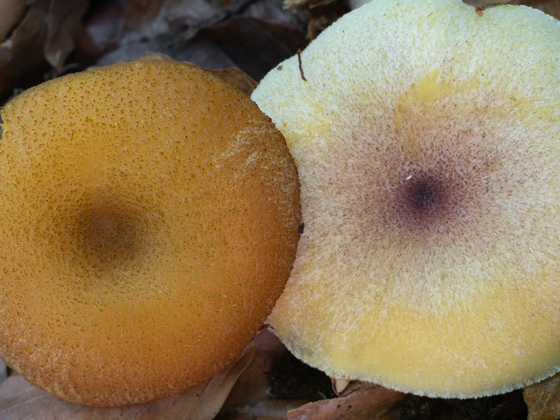 Tricholomopsis flammula